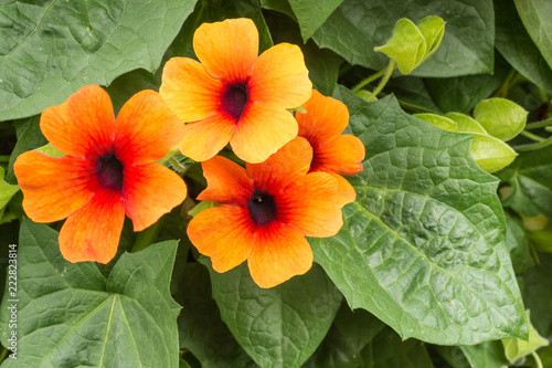 black-eyed Susan vine - thunbergia alata photo