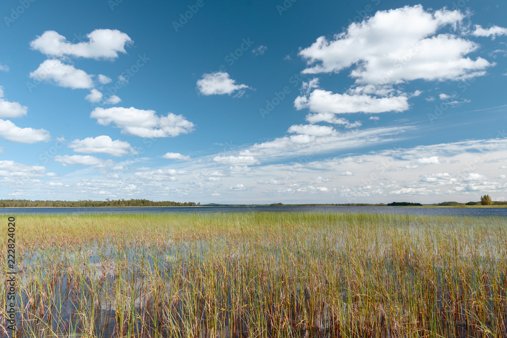Northern lake in midday light with a lot of cane. Blue sky with fairy clouds reflected in a water. 