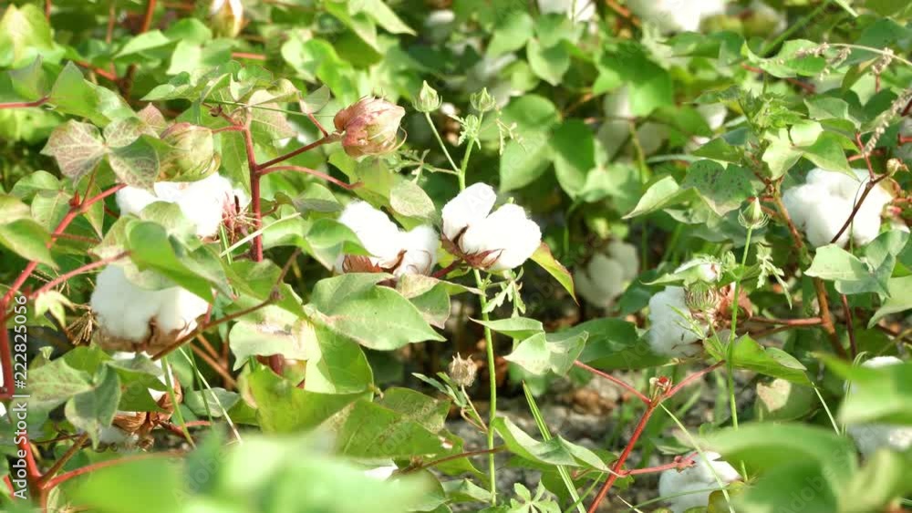 Organic cotton field. Green plants with mature cotton ready for harvest and shipping to make fabric and material. 4K Organic cotton field. Green plants with mature cotton ready for harvest and shipping to make fabric and material. 4K