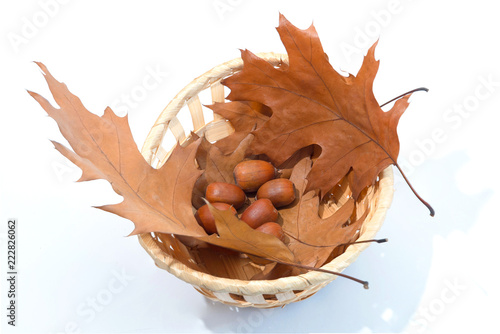 Autumn leaves and acorns isolated on white background
