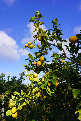 Orchard grove of lemon trees with bright citrus fruit growing on trees against a blue sky