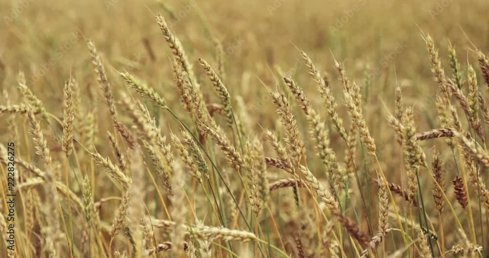 Wheat Field Caressed by Wind. Ears of wheat close up. 4K Wheat Field Caressed by Wind. Ears of wheat close up. 4K