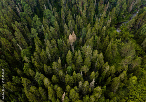 Taiga forest from aerial view. Nature landscape. Coniferous forest. Siberia, Russia
