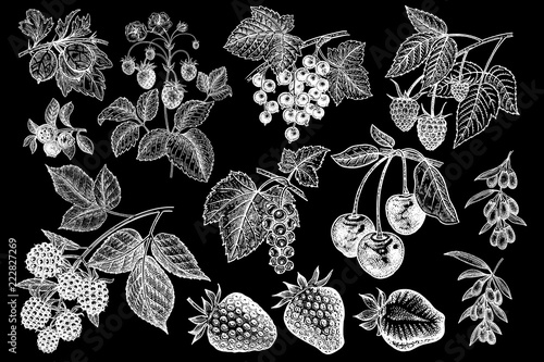 Realistic berries big set.