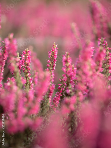 sommer
