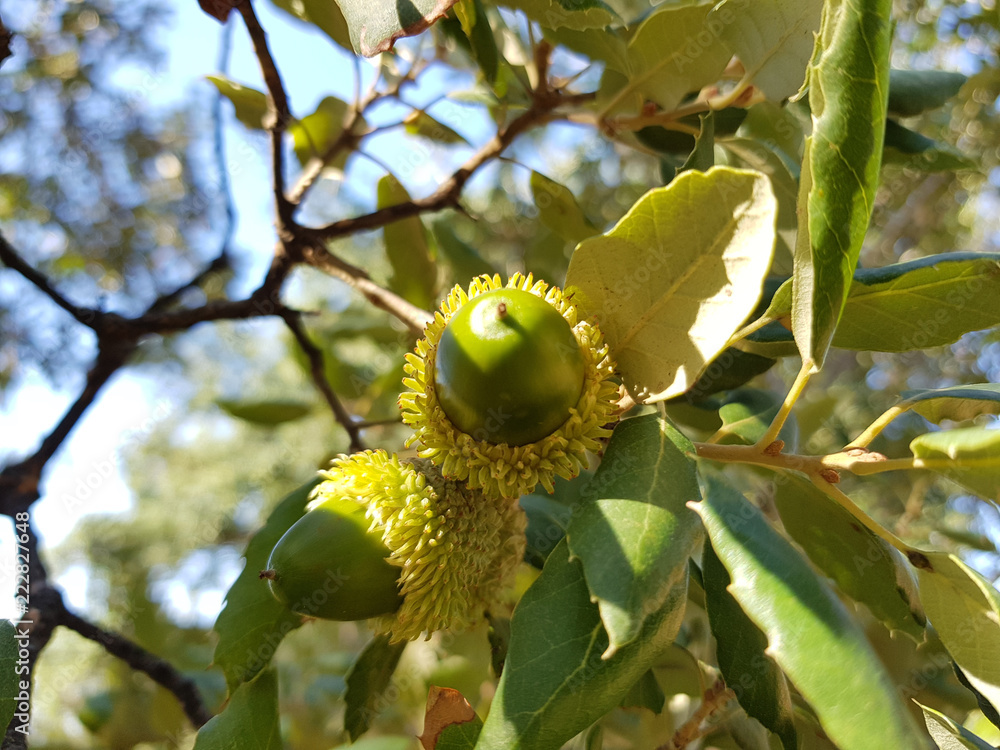 Obraz premium Ghianda