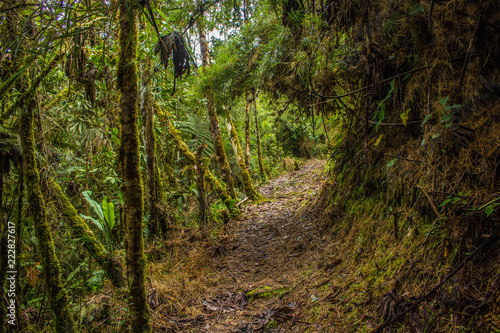 Selva Peruana photo
