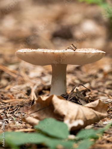 mushroom