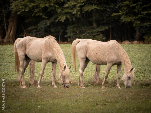 horse