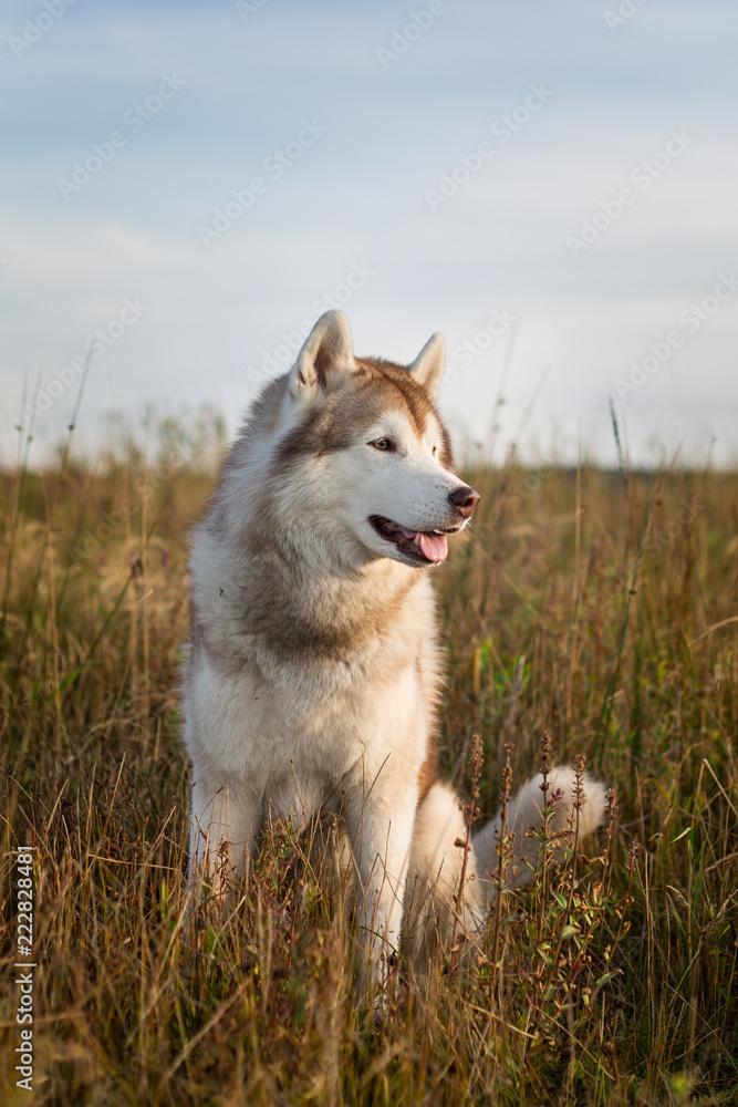 Profile portrait of free and prideful siberian husky dog with brown eyes sitting in the field at golden sunset