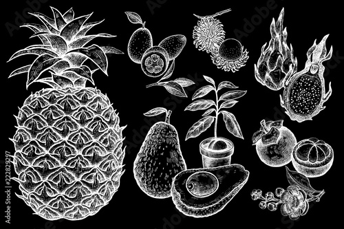 Set of vector exotic fruits in the style of vintage prints. White chalk on black board