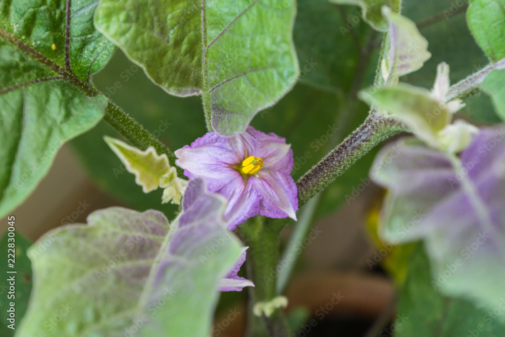 Flowers of organic purple eggplants of dwarf heirloom variety Slim Jim from Italy, edible fruits of Aubergine plant growing in a pot on balcony as a part of urban gardening project on a sunny summer Flowers of organic purple eggplants of dwarf heirloom variety Slim Jim from Italy, edible fruits of Aubergine plant growing in a pot on balcony as a part of urban gardening project on a sunny summer