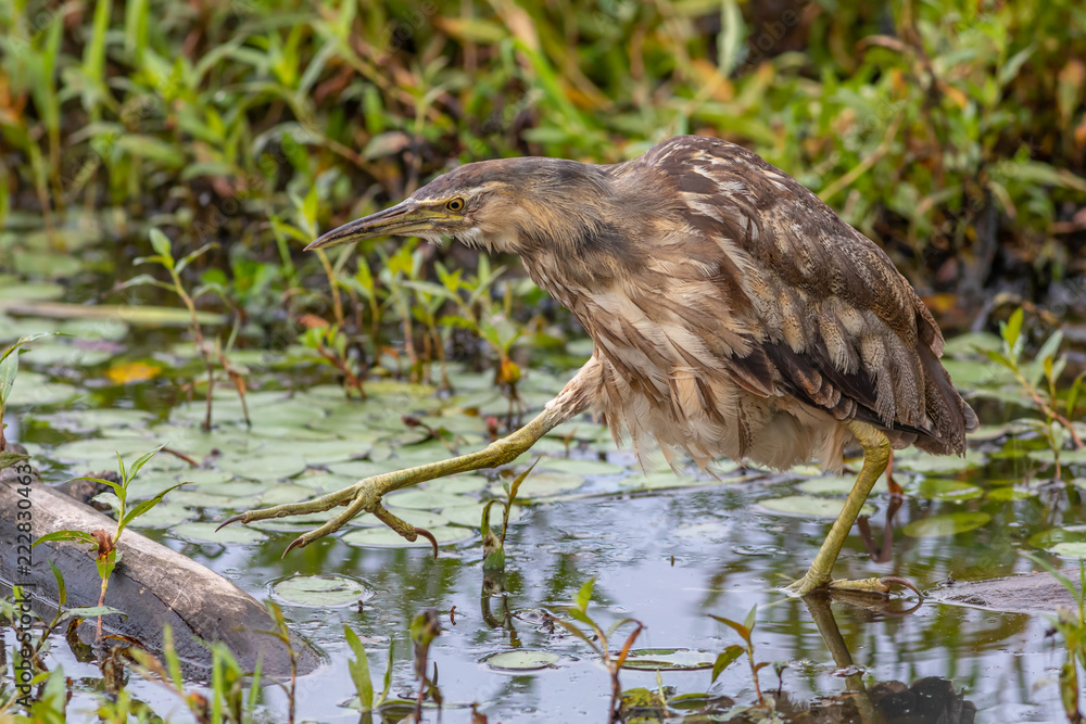 American Bittern stalking prey in a pond at Steigerwald National Wildlife Refuge. American Bittern stalking prey in a pond at Steigerwald National Wildlife Refuge.