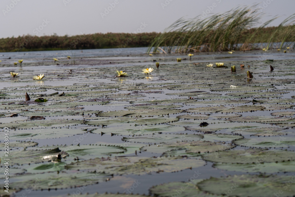 Waterlilies on the Okavango Delta, Botswana