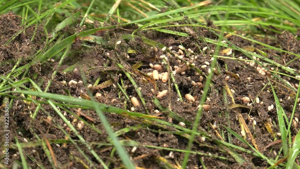 Black ants walk around the anthill and build a nest. Black ants walk around the anthill and build a nest.