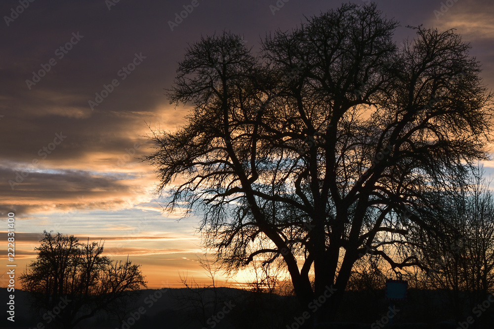 Tree silhouette and winter colorful sunrise