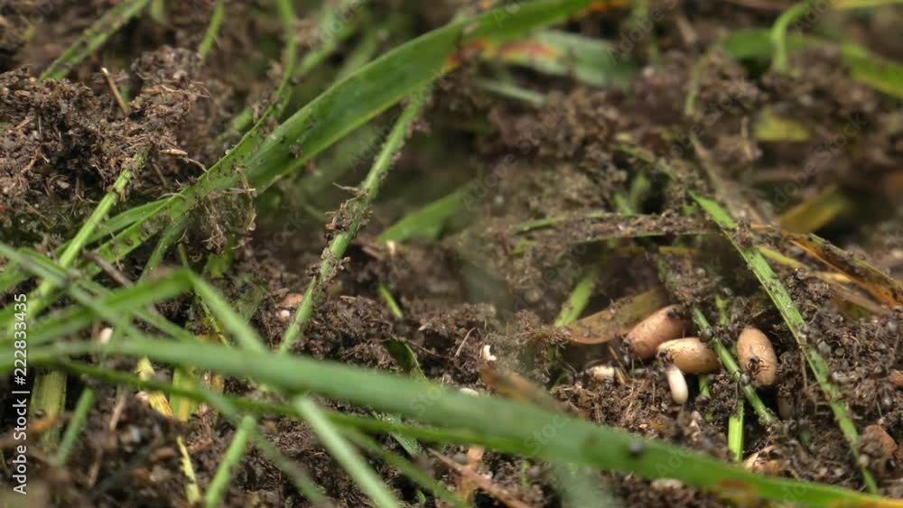 Black ants walk around the anthill and build a nest. Black ants walk around the anthill and build a nest.
