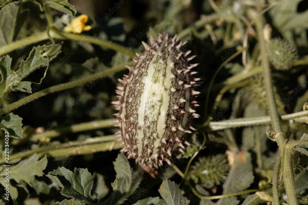 African wild cucumber (Cucumis africanus) African wild cucumber (Cucumis africanus)