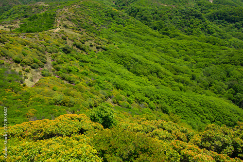 Japanese Mountain Tree Textures for 3D