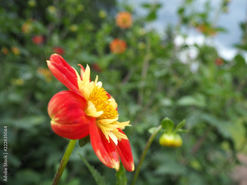 red and yellow flower, botanical garden Cologne, Flora