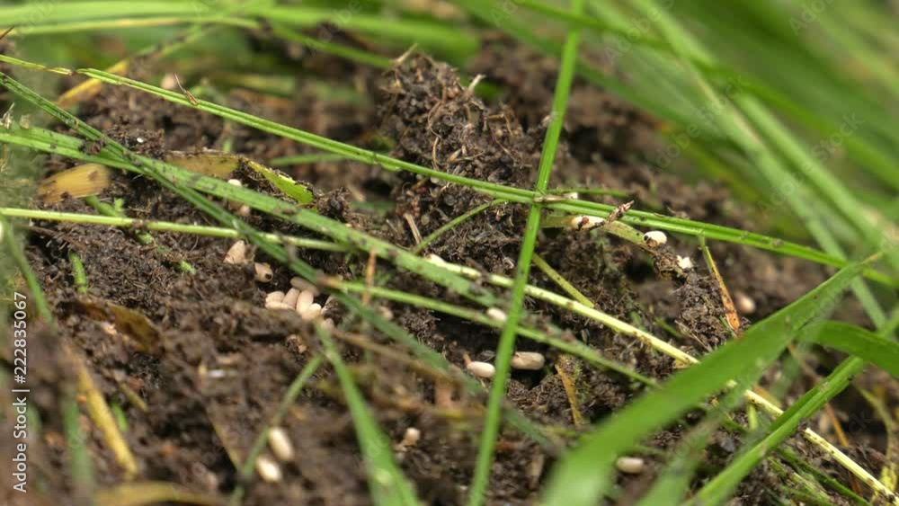 Black ants walk around the anthill and build a nest. Black ants walk around the anthill and build a nest.