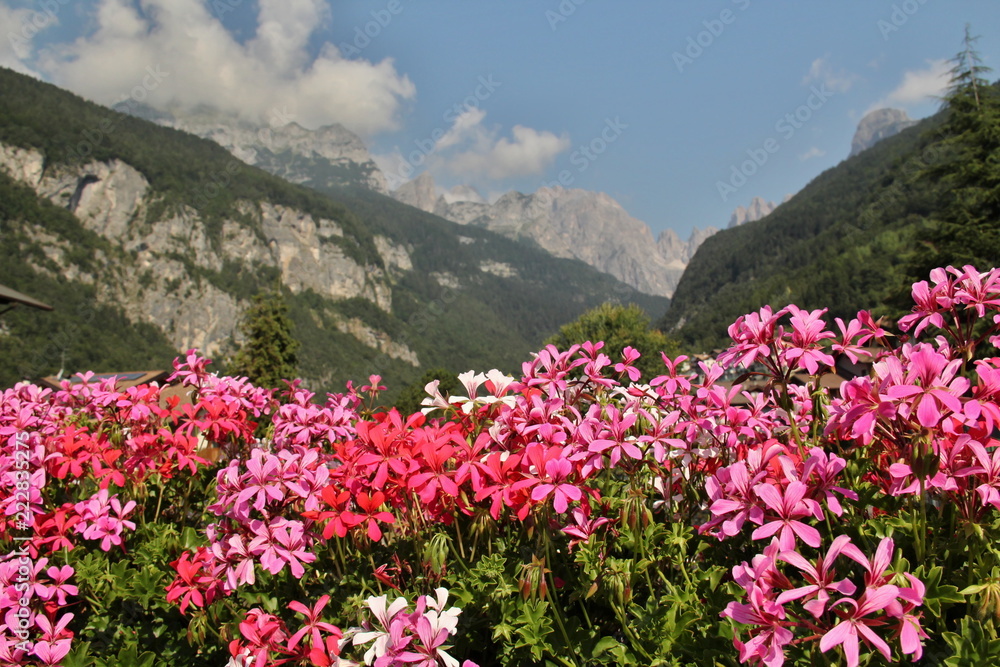 Italy/Molveno - blooming color pelargonium