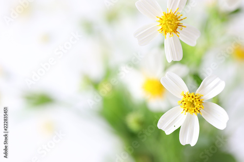 close-up white  Chamomile  flowers field with copy space