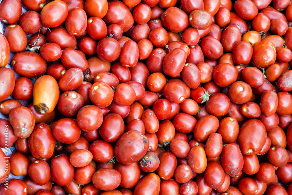 Harvested airyleaf tomatoes. Close-up shot of organic tomatoes Harvested airyleaf tomatoes. Close-up shot of organic tomatoes