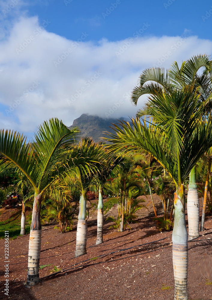 Tropical palm trees growing in the park of Tenerife,Canary Islands,Spain.Travel or vacation concept.