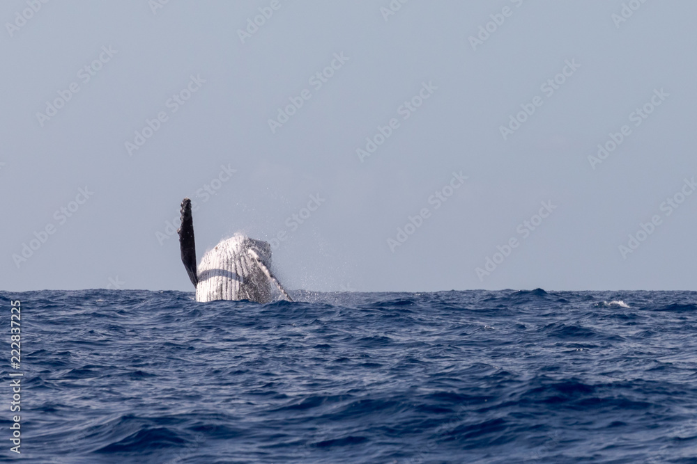 Fototapeta premium Baleine à bosse dans les eaux chaudes de l'océan Indien à la Réunion