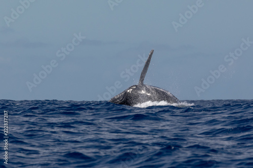 Baleine à bosse dans les eaux chaudes de l'océan Indien à la Réunion
