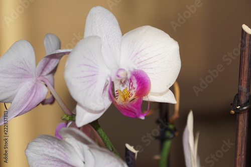 Wei   Lila Orchidee