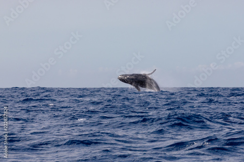 Baleine à bosse dans les eaux chaudes de l'océan Indien à la Réunion © Jean-Marie MAILLET