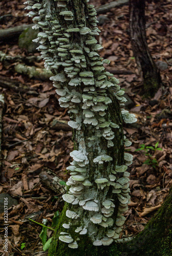 Polyporaceae in Japanese Forest