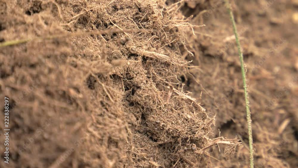 Black ants walk around the anthill and build a nest. Black ants walk around the anthill and build a nest.