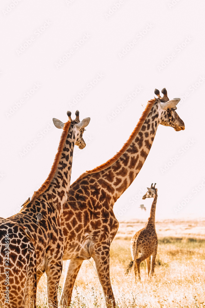 Obraz premium Giraffen safari künsterlische Afrika Tansania