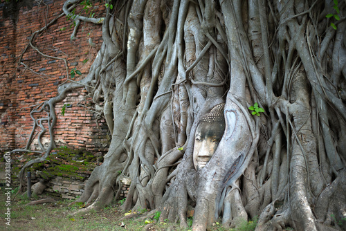 The tree roots cover the face of the ancient Buddha, which is a © yongyut