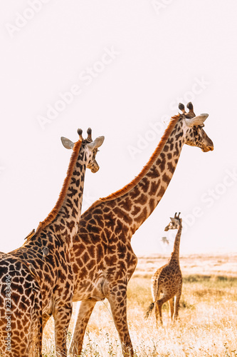 Fototapeta Naklejka Na Ścianę i Meble -  Giraffen safari künsterlische Afrika Tansania