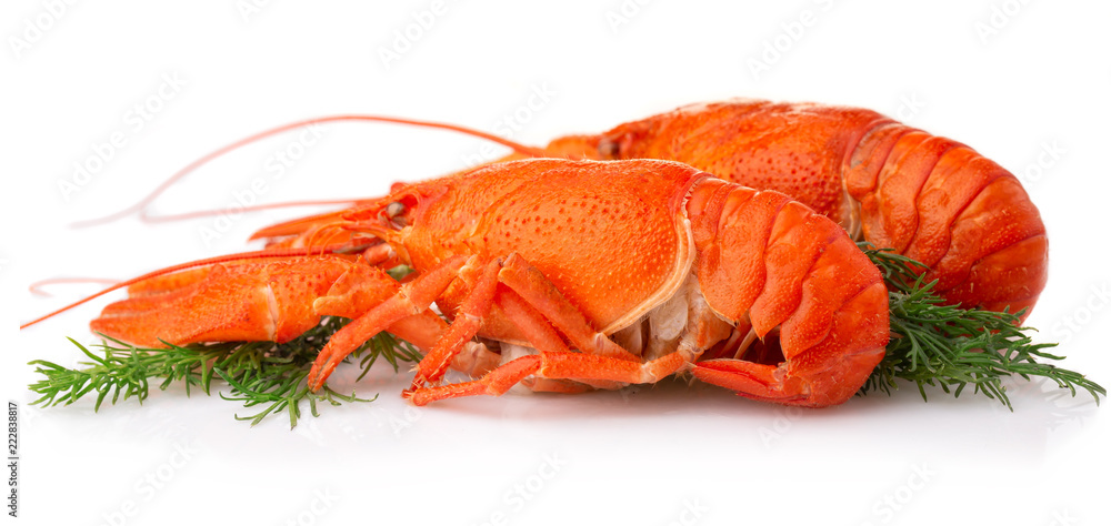 Boiled crayfish with dill isolated on white background Boiled crayfish with dill isolated on white background
