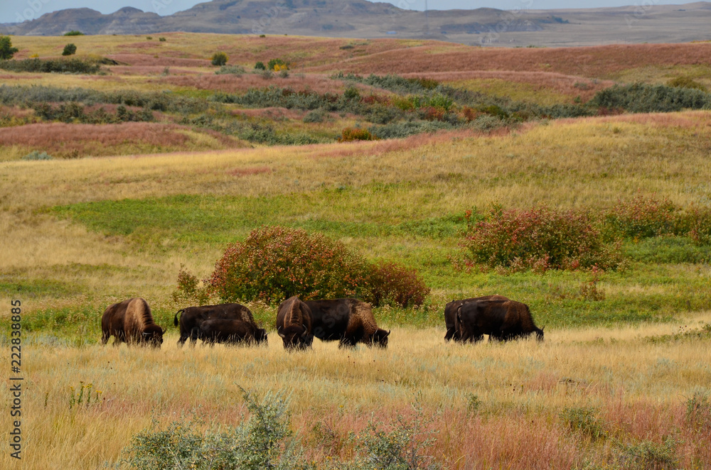Herd of buffalo grazing the prairie of North Dakota.