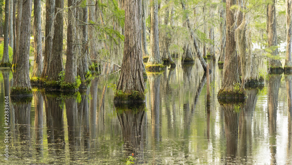 Smooth Water Reflects Cypress Trees in Swamp Marsh Lake Smooth Water Reflects Cypress Trees in Swamp Marsh Lake