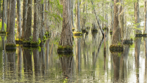 Smooth Water Reflects Cypress Trees in Swamp Marsh Lake