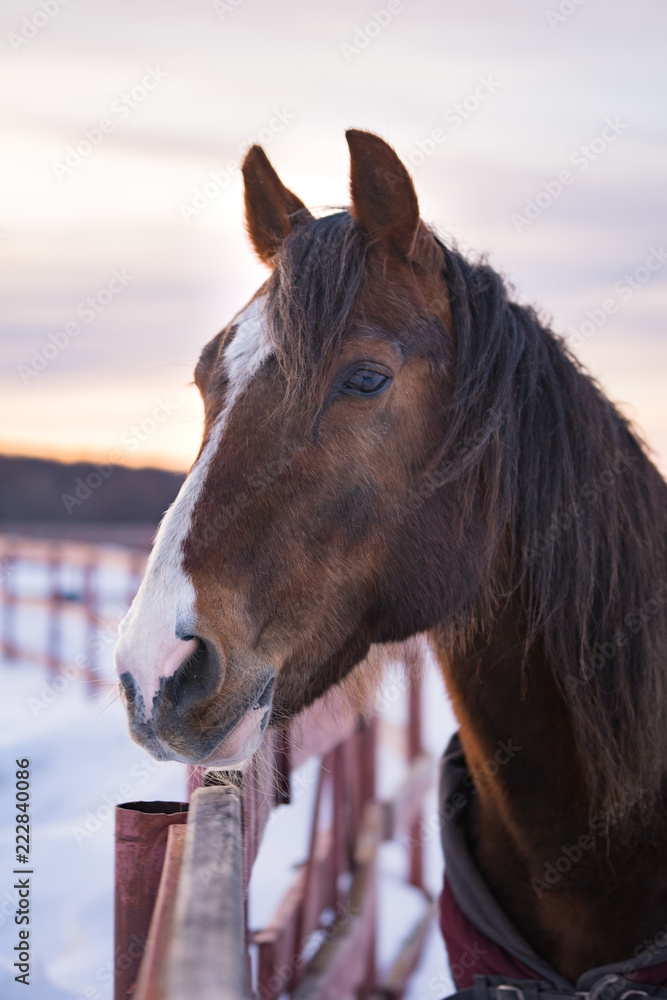 Fototapeta premium Brown horse
