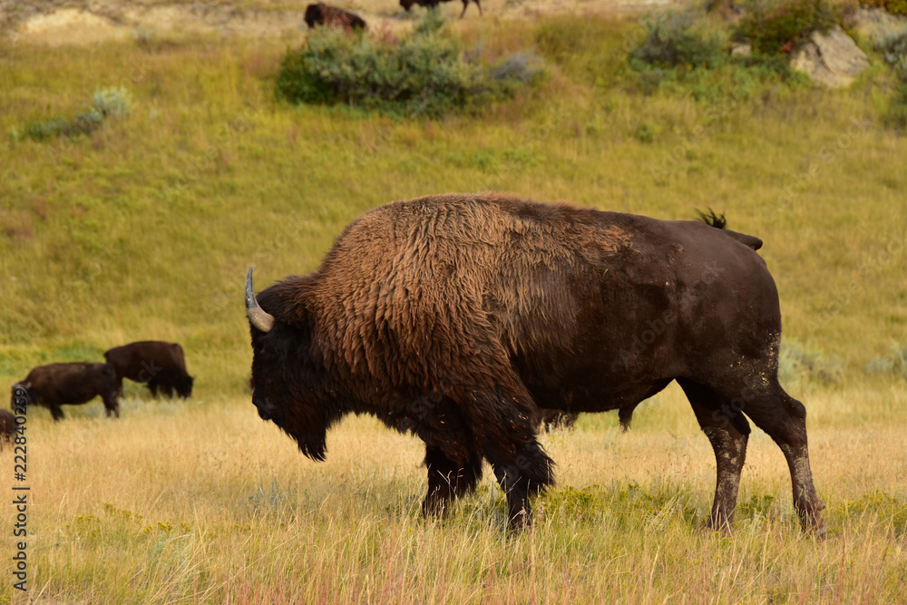 Close up of wild buffalo roaming and grazing the prairie of North Dakota. Close up of wild buffalo roaming and grazing the prairie of North Dakota.