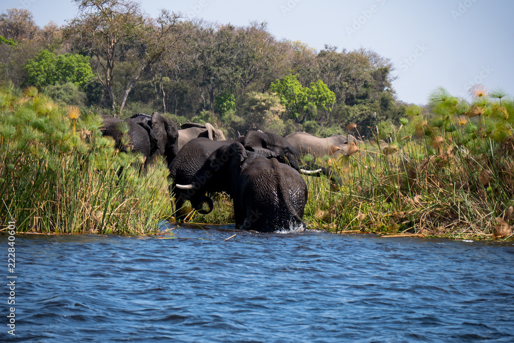 Elephants bathing in the Okavango Delta, Botswana