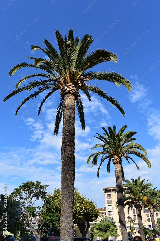 Fototapeta premium palmier à Ajaccio