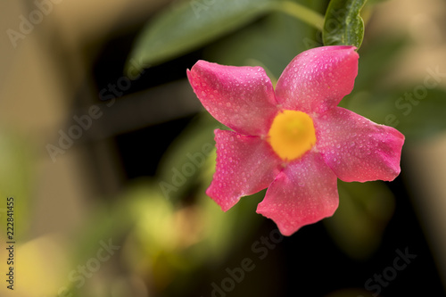 Small pink flower with a yellow inner circle with water droplets