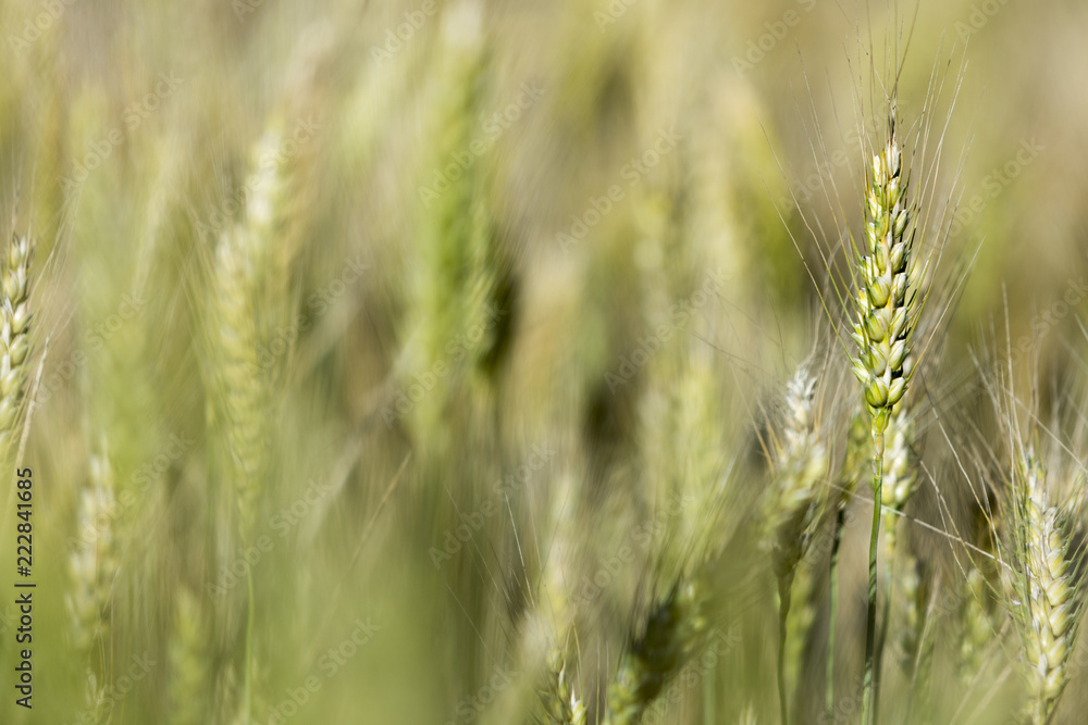 A field of meadow barley (Hordeum brachyantherum) A field of meadow barley (Hordeum brachyantherum)