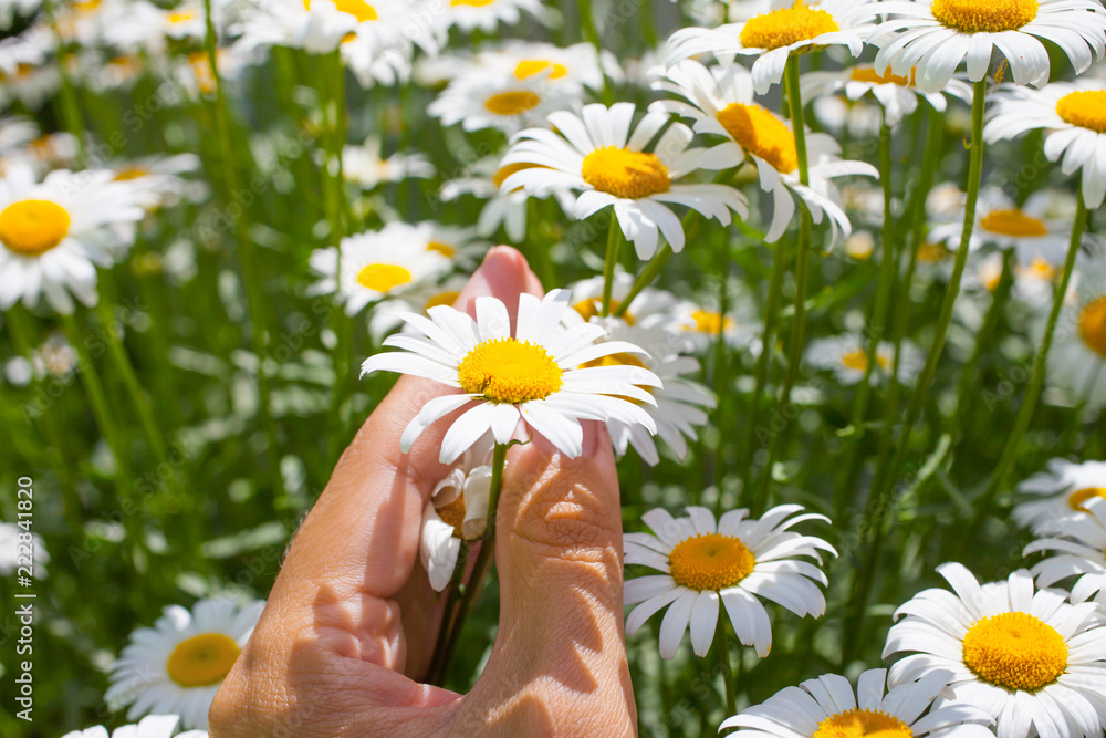 Camomile meadow in clear sunny day in summer Camomile meadow in clear sunny day in summer