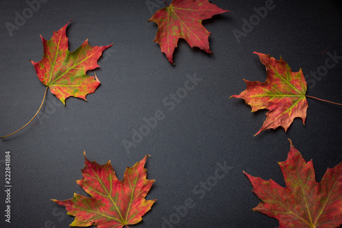 Overhead view of colorful autumn leaves